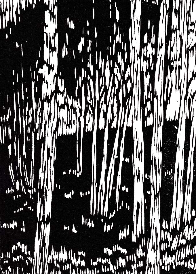 Birches in the Forest