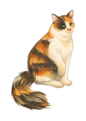 Calico Cat