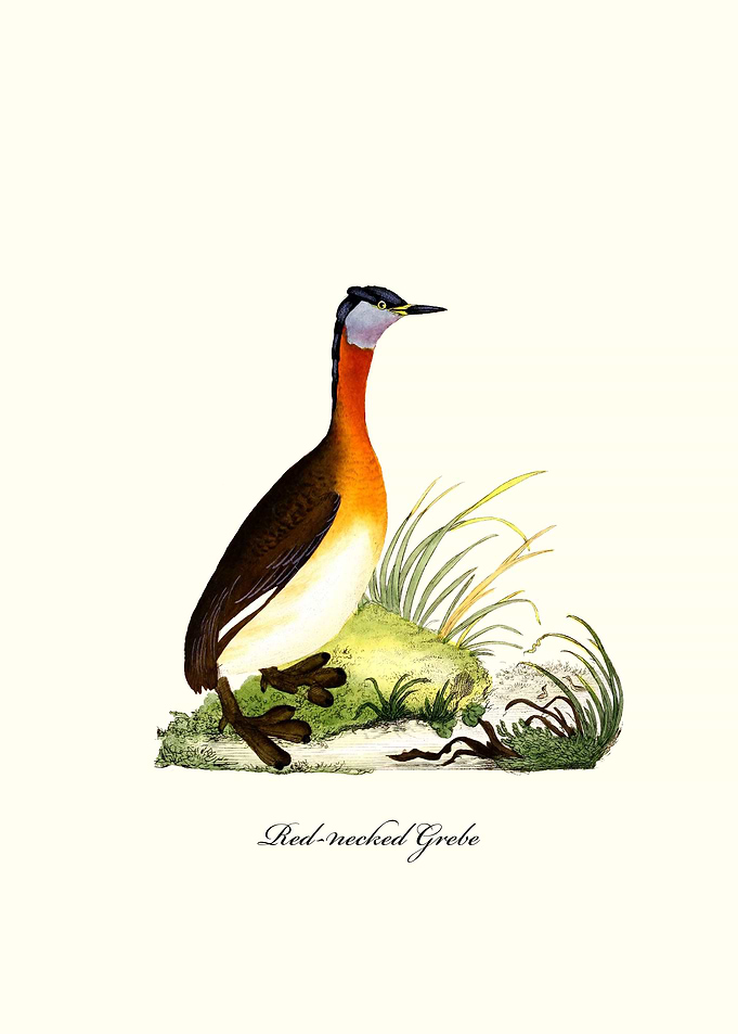 Red necked Grebe