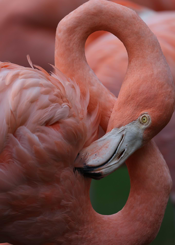 Pink Flamingo