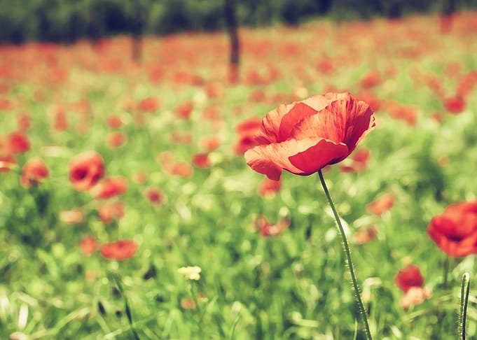Poppies