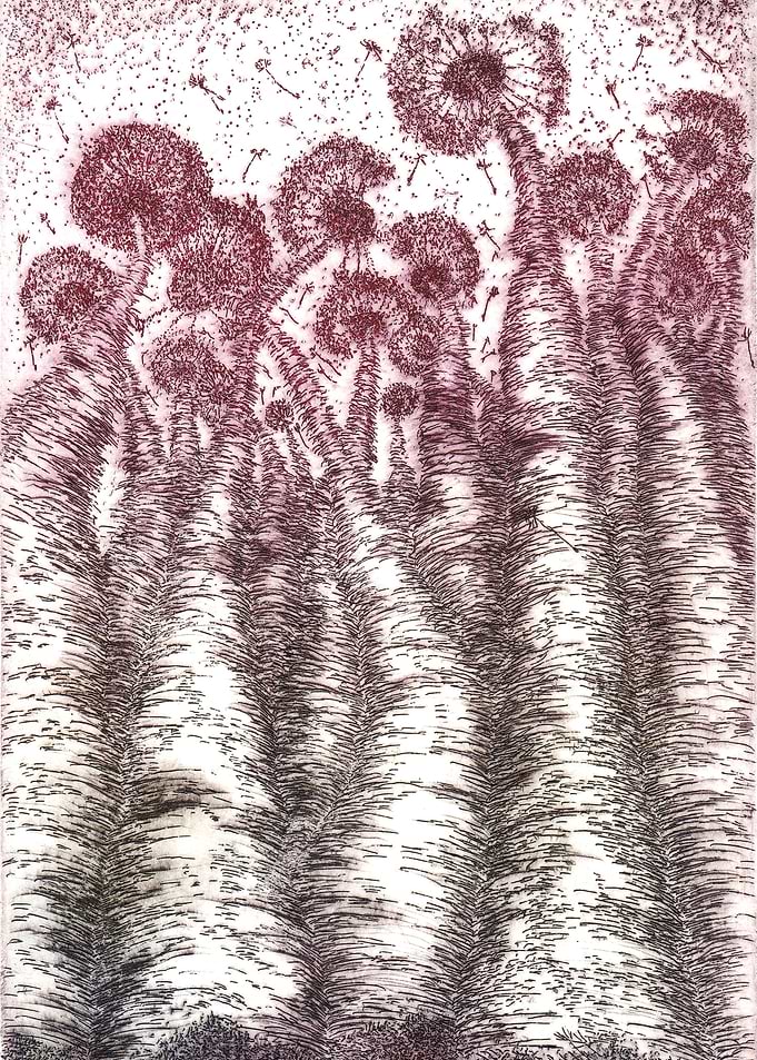Tall Claret Dandelions