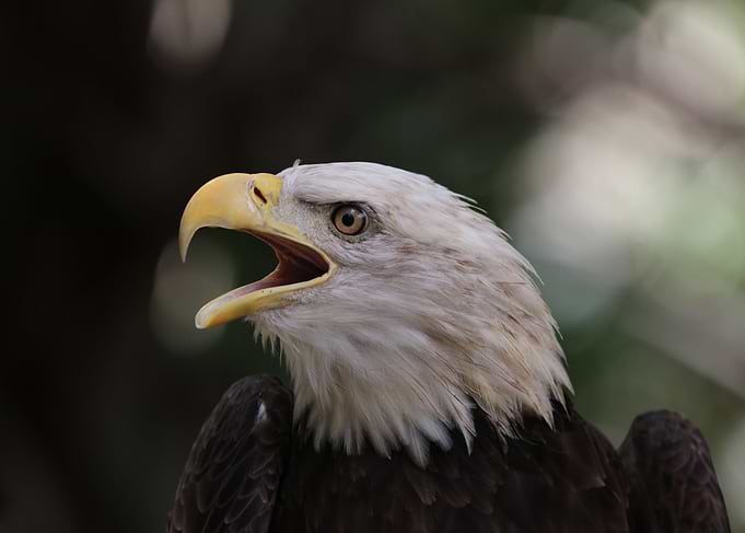 The American Bald Eagle