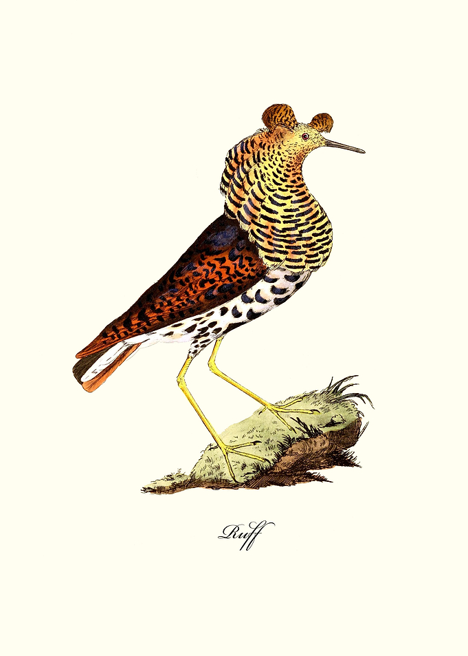 Ruff