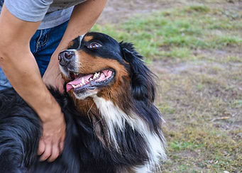 Dog Cuddle Time