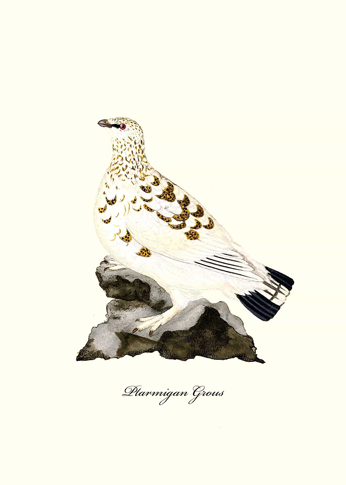 Ptarmigan Grous