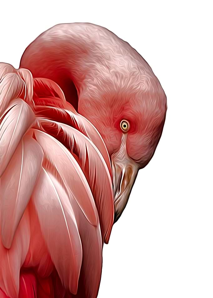 Flamingo Illustration