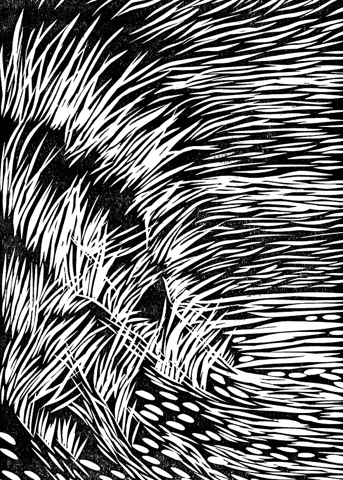 Black Beach Grass