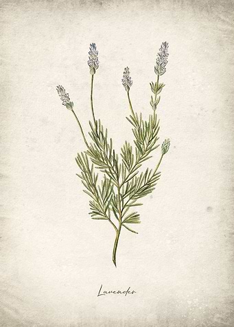 Lavender