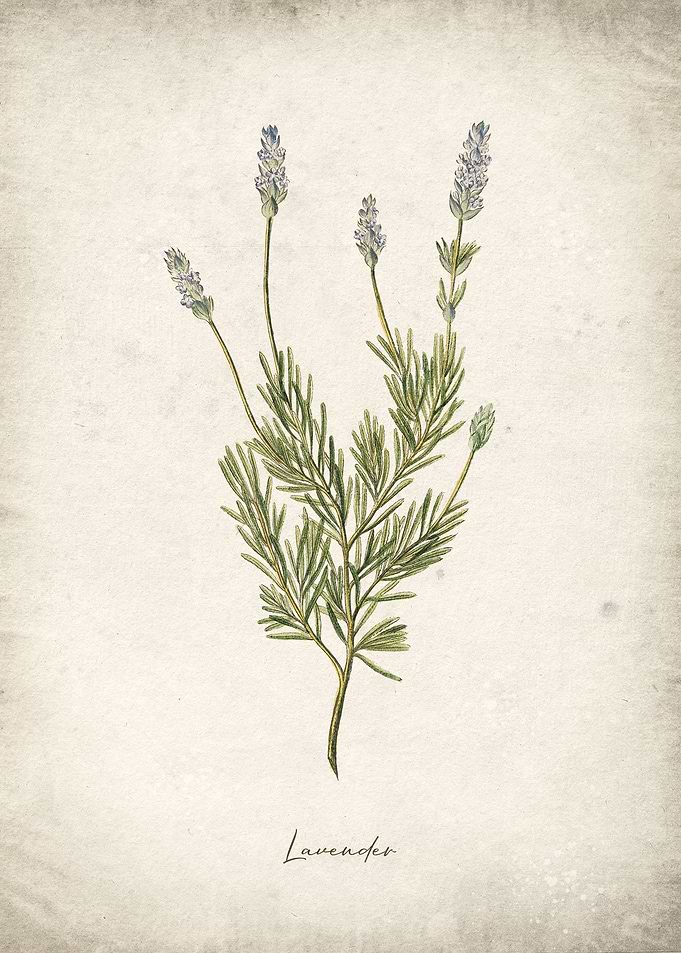 Lavender