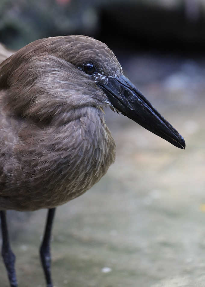The hamerkop