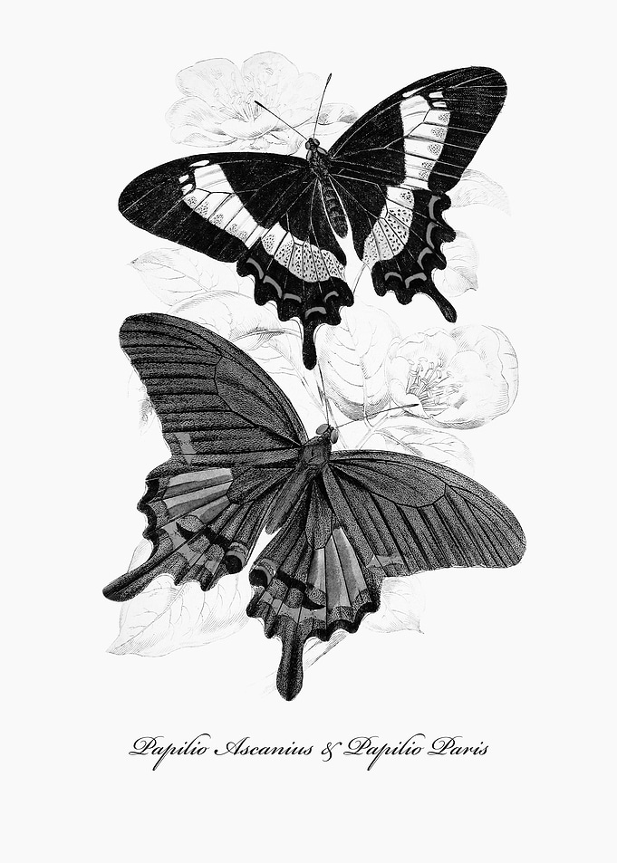 Butterflies