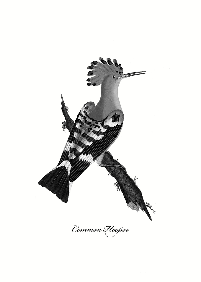 Common Hoopoe