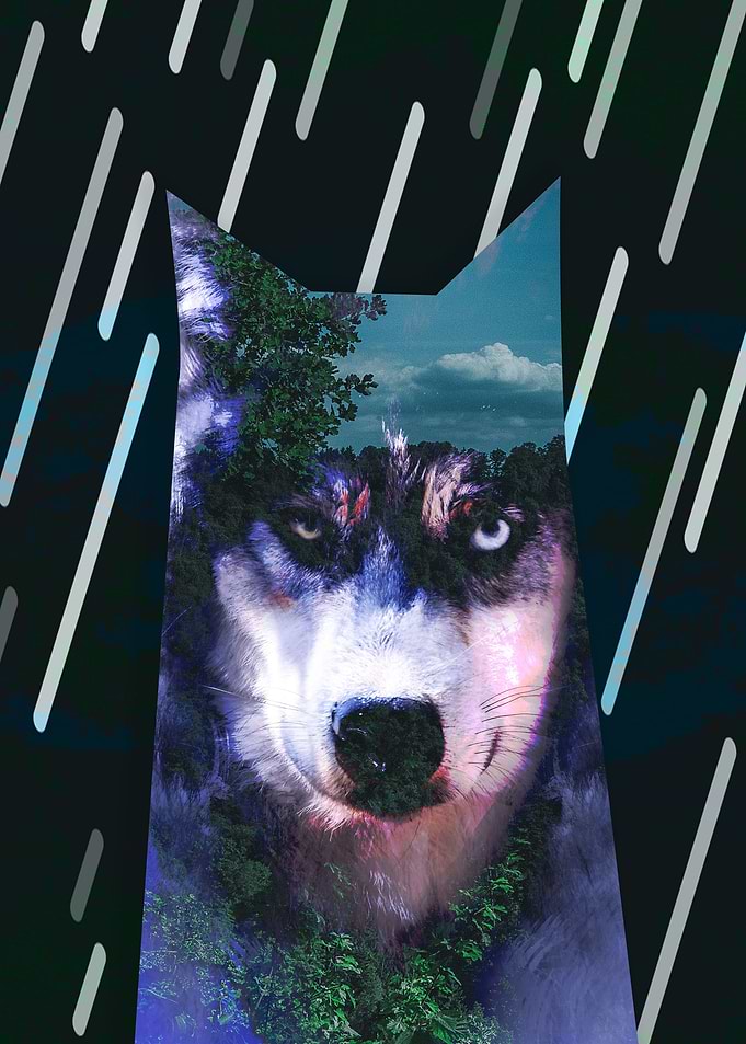 portrait of a wolf