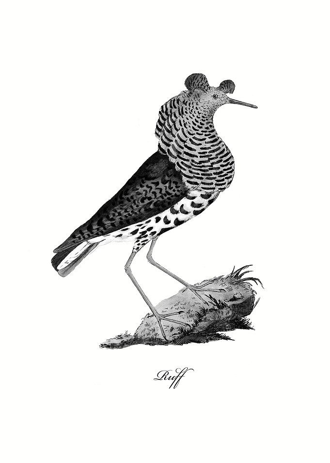 Ruff