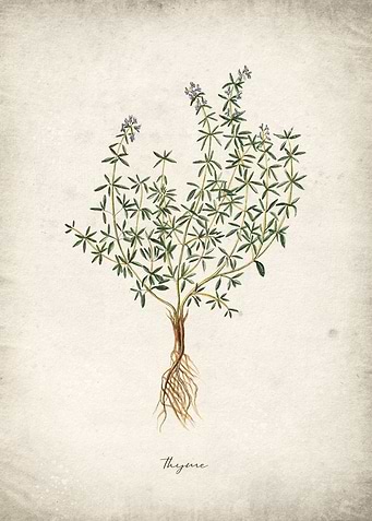 Thyme