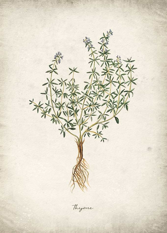 Thyme