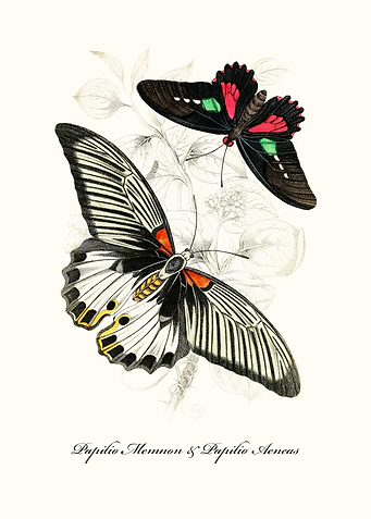 Butterflies