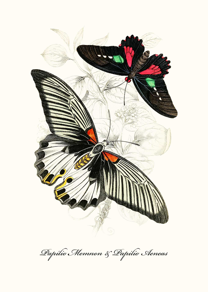 Butterflies
