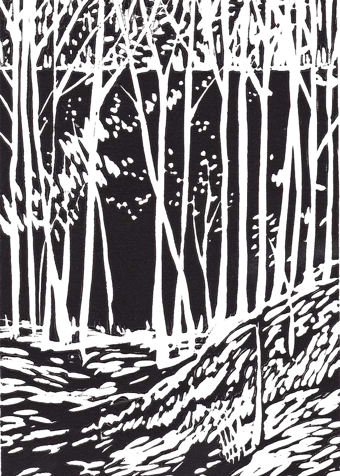 Black Lake Forest