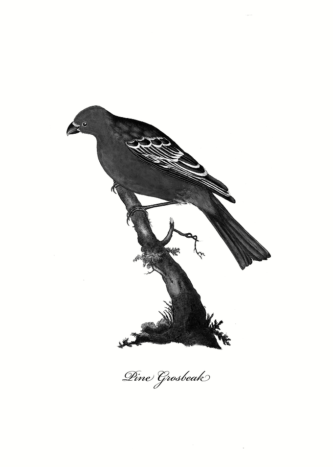Pine Grosbeak