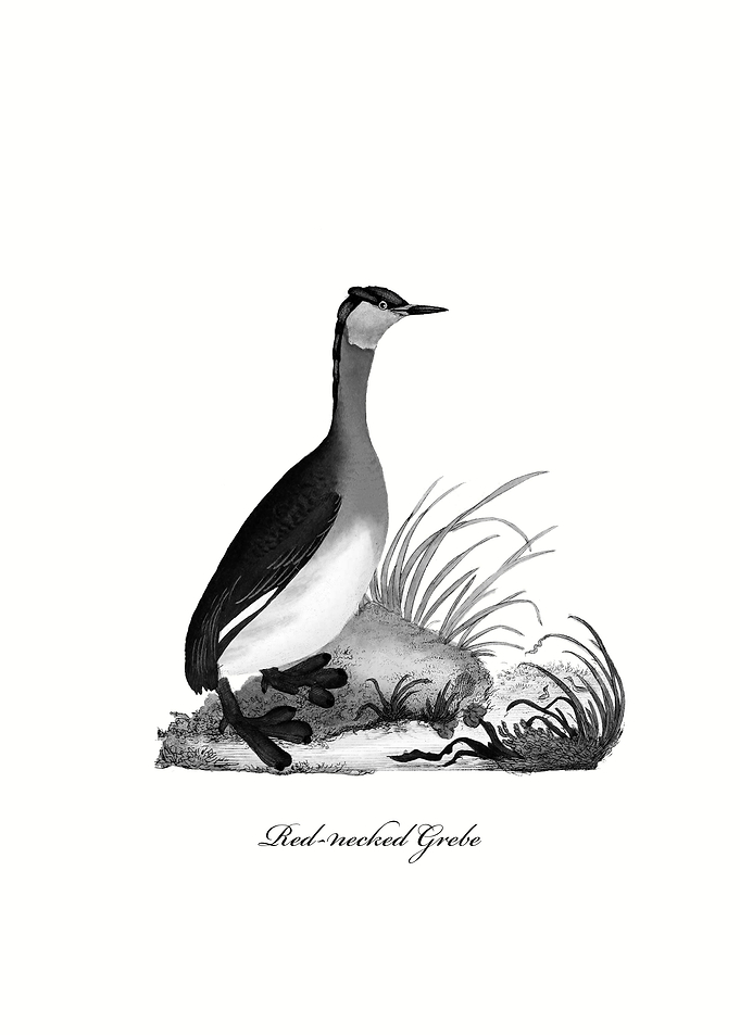 Rednecked Grebe