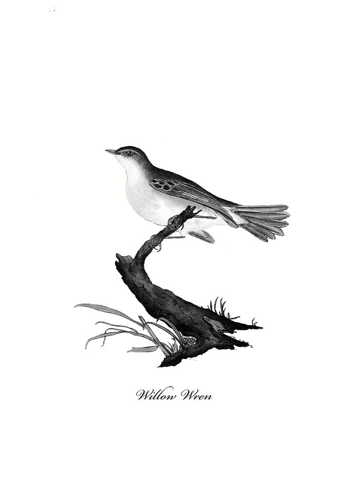 Willow Wren