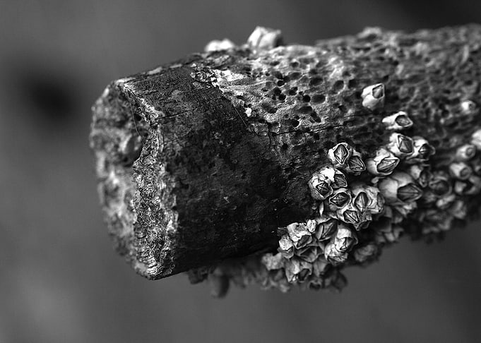 Mono Barnacles
