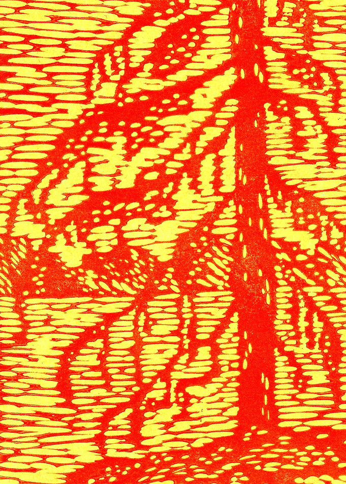 RedYellow Pine at a Lake