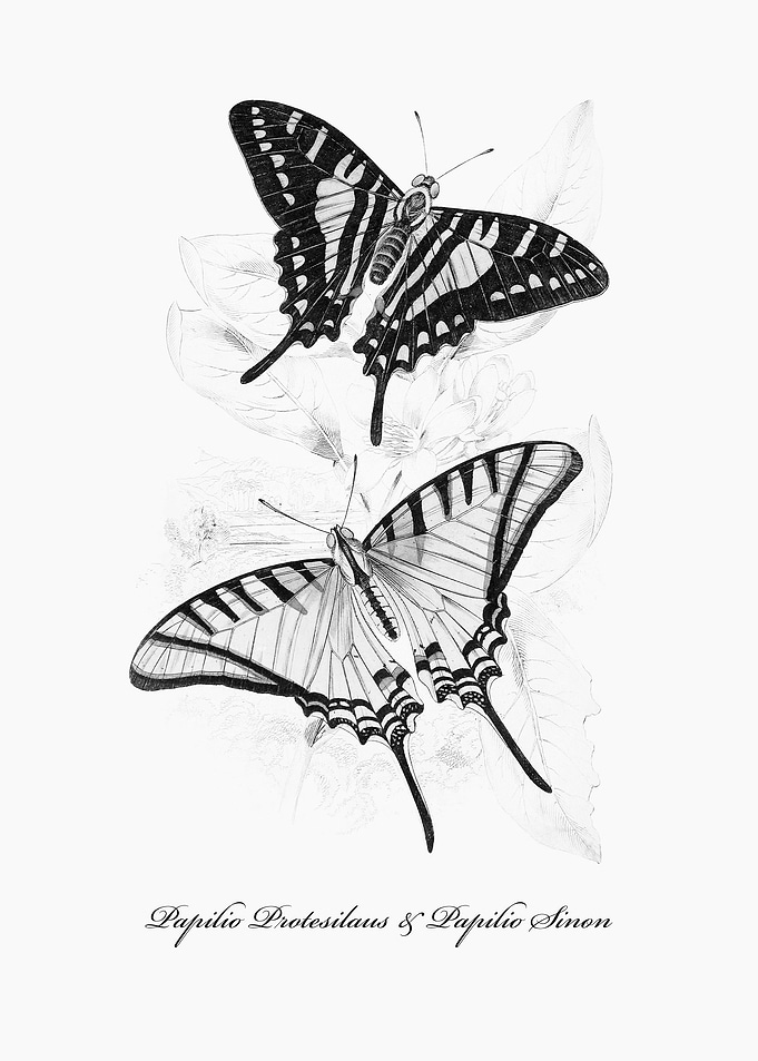 Butterflies