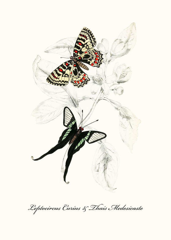 Butterflies