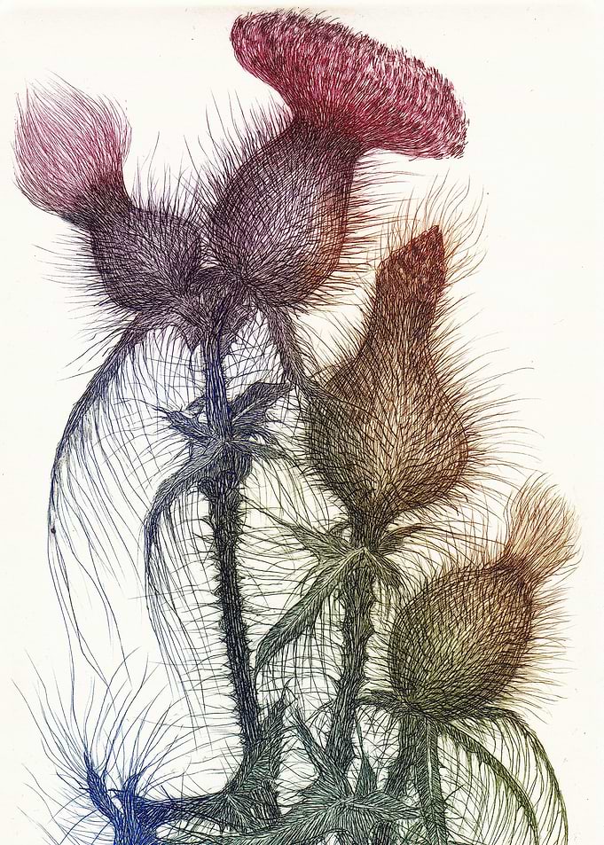 Colorful Thistles