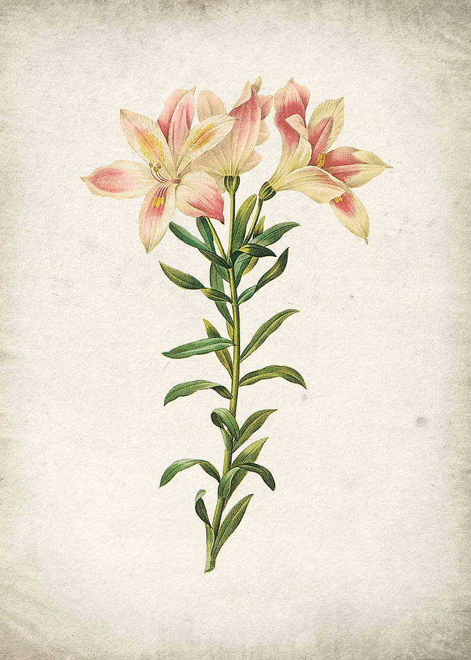 Lily