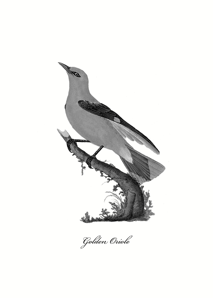Golden Oriole
