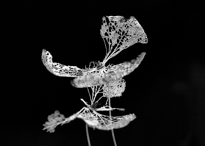 Skeletal Leaf 2