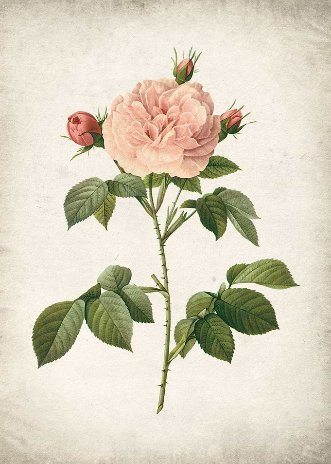 Vinatge rose