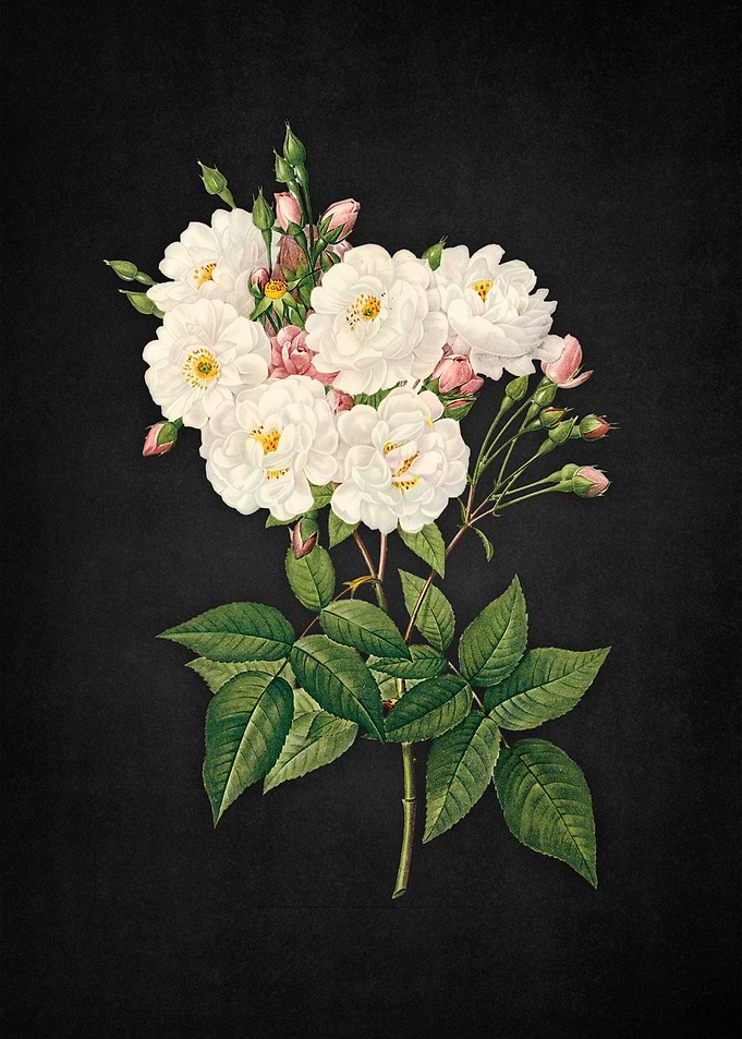 Vinatge flowers