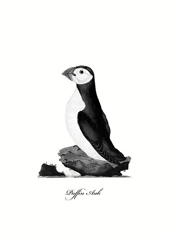 Puffin Auk