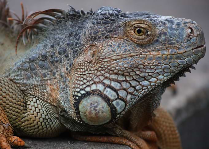 iguana