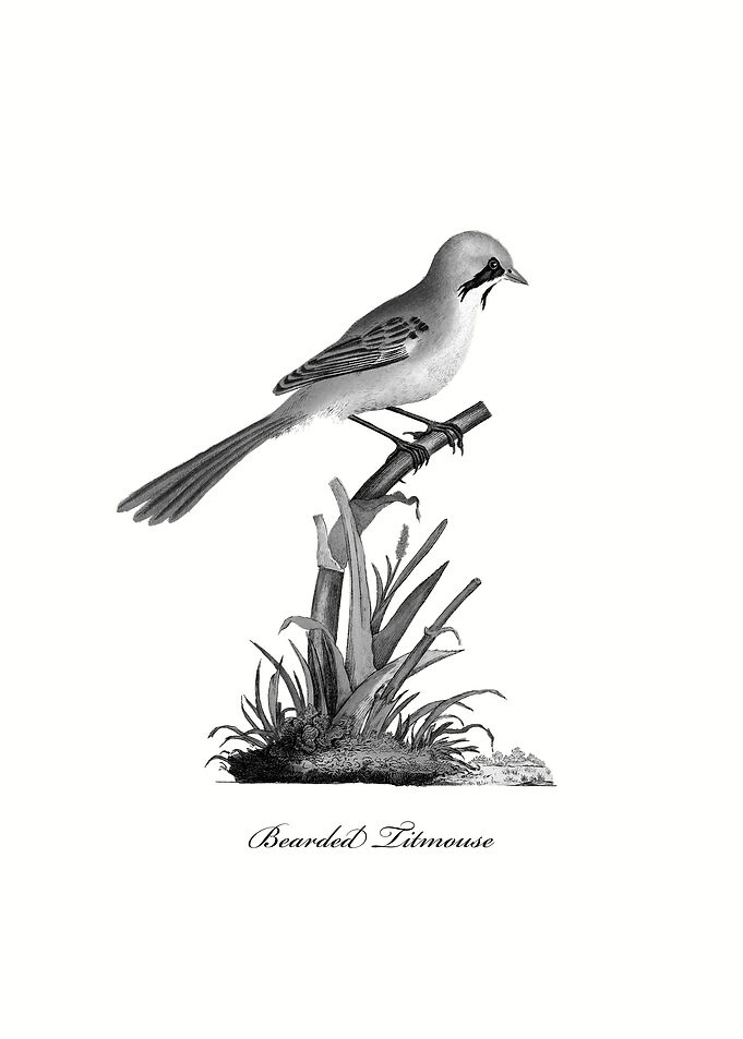 Bearded Titmouse