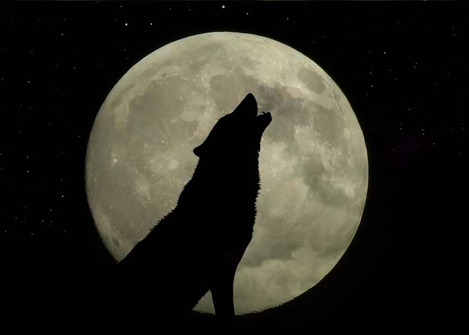 Howl of Hope