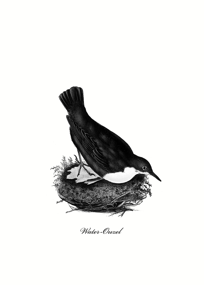 Water Ouzel