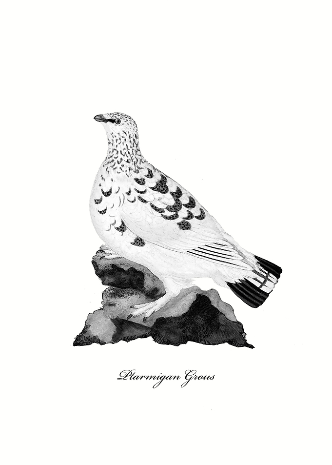 Ptarmigan Grous