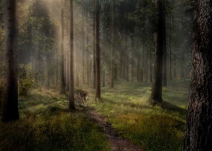 Forest Secret 1