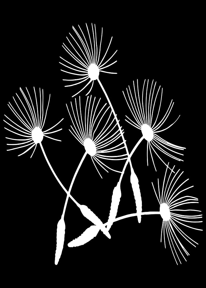 Dandelion