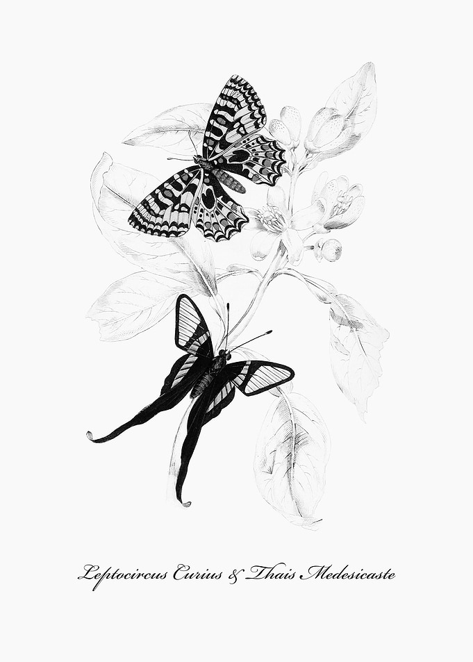 Butterflies