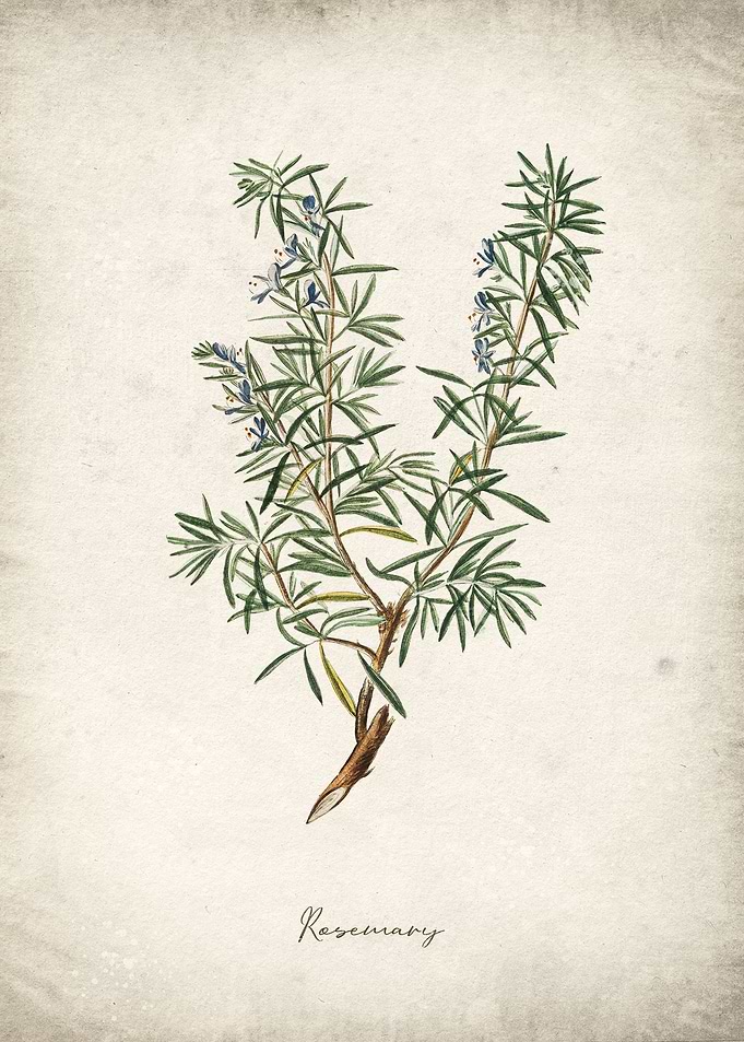 Rosemary