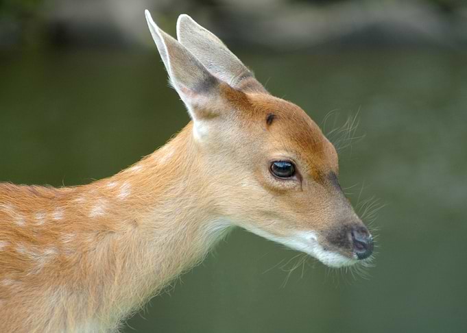 Mara Fawn