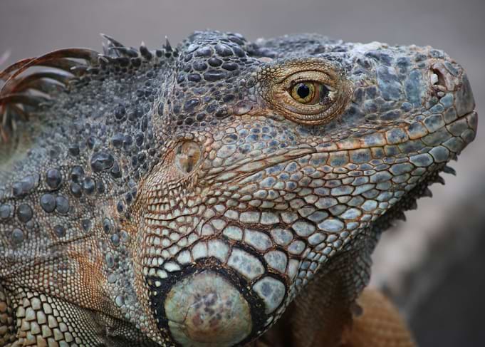 Iguana