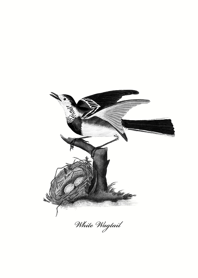 White Wagtail